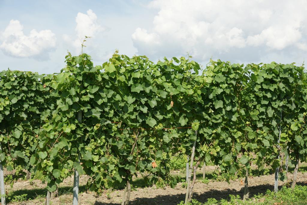 De Gouw * Noordgouwe